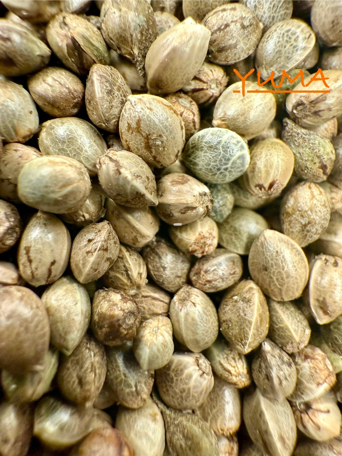 Ripkitty International & Domestic Raw Viable Hemp Seeds for Poultry, Equine Feeding, & Livestock
