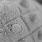 3D Printed Ankylosaurus Dinosaur Fidget | Mutliple Colors | Black Sheep Products LLC