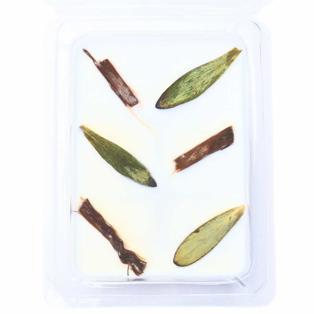 Cedarwood & Tea Tree | Essential Oil | Wax Melts