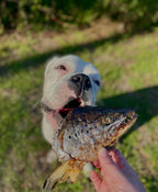 Salmon Head (2 Halves)