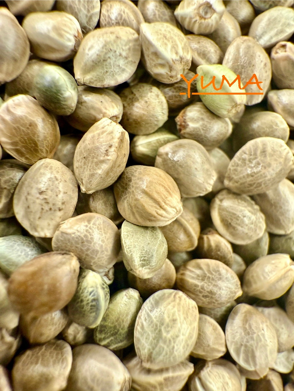 Ripkitty International & Domestic Raw Viable Hemp Seeds for Poultry, Equine Feeding, & Livestock