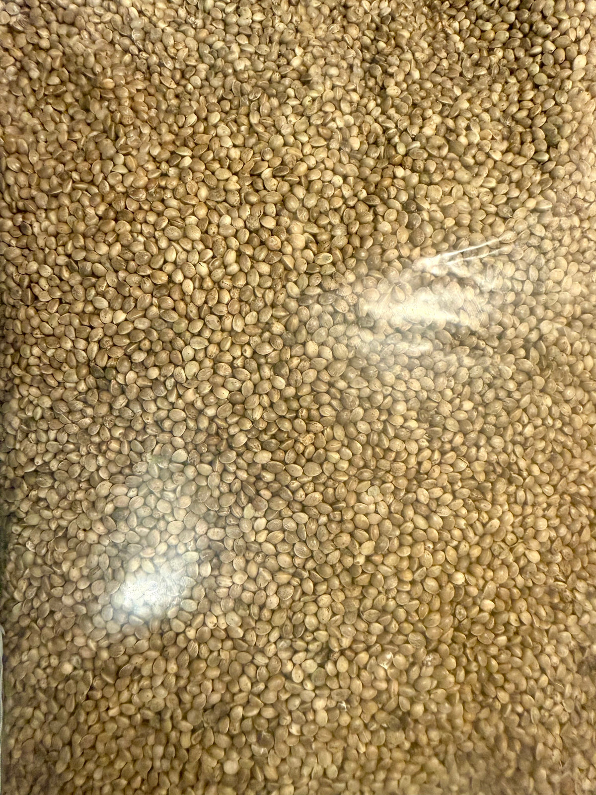 Ripkitty Premium Raw Viable Sprouts Organic Whole Hemp Seeds