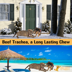 Beef Trachea Dog Treats - 12 Inch, 4 Pack