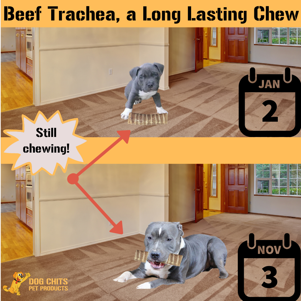 Beef Trachea for Dogs, 8 - 6 Inch Pieces