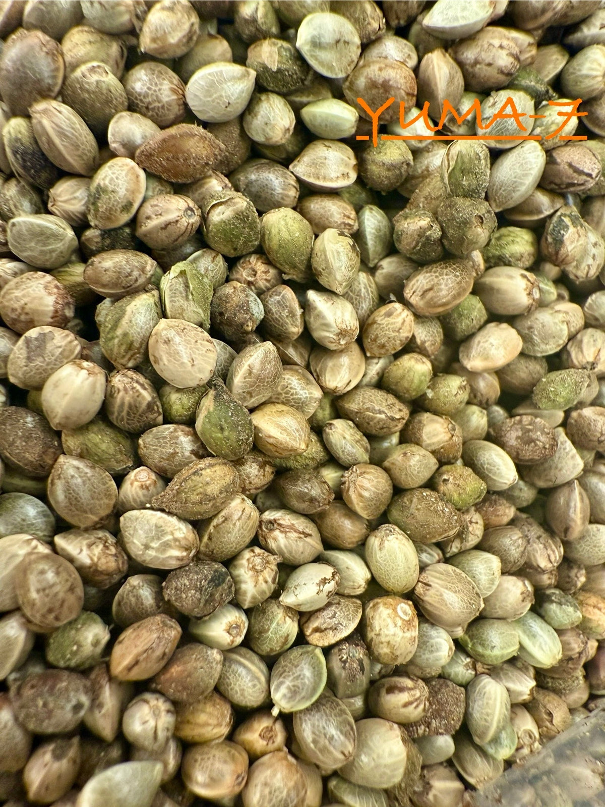 Ripkitty International & Domestic Raw Viable Hemp Seeds for Poultry, Equine Feeding, & Livestock
