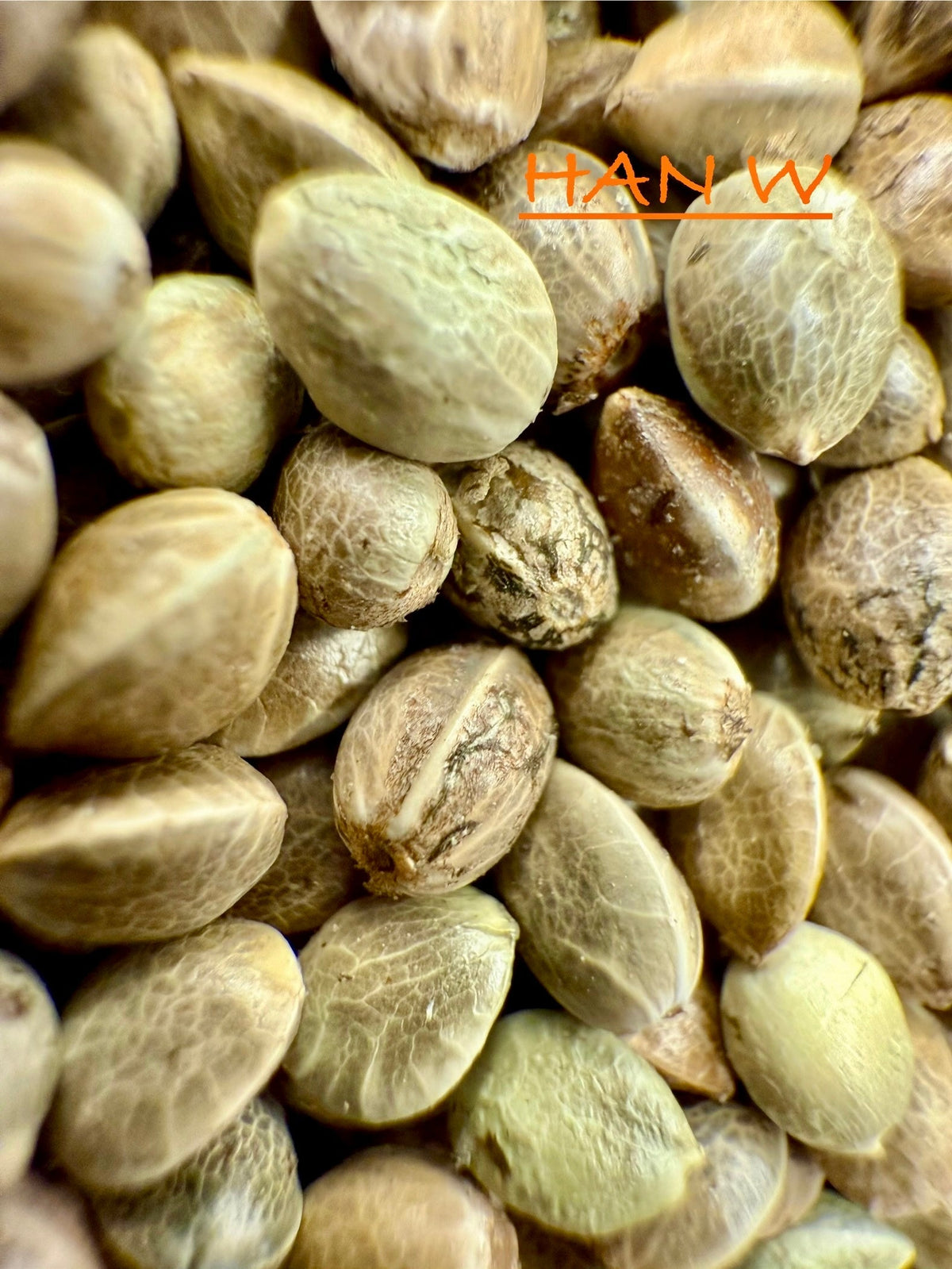 Ripkitty International & Domestic Raw Viable Hemp Seeds for Poultry, Equine Feeding, & Livestock