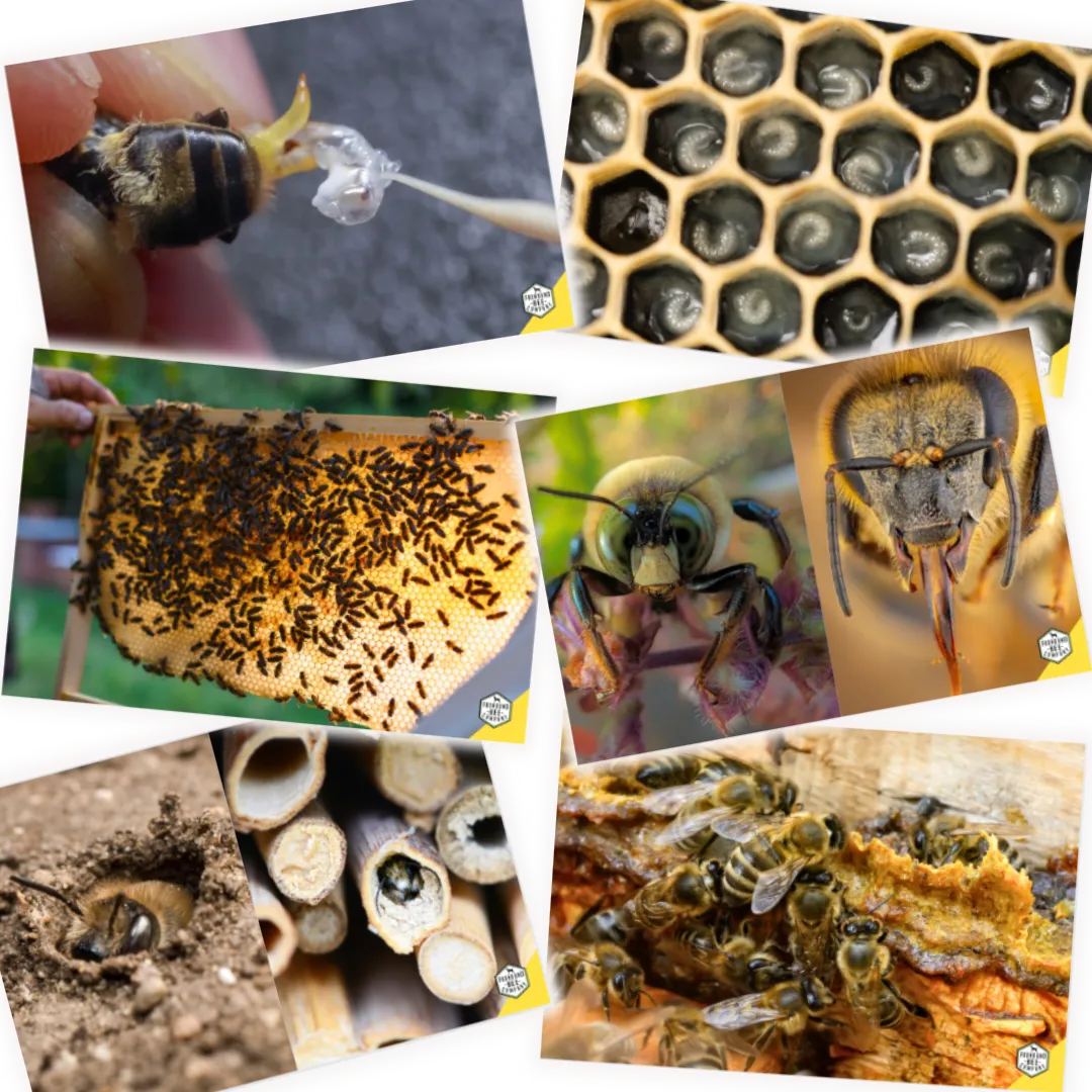 Educational Beekeeping Cards