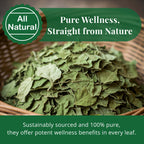 Dried Moringa Leaves 2.6 oz – Loose Leaf Herbal Tea | Akshit
