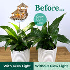 Island Cabana + Grow Light