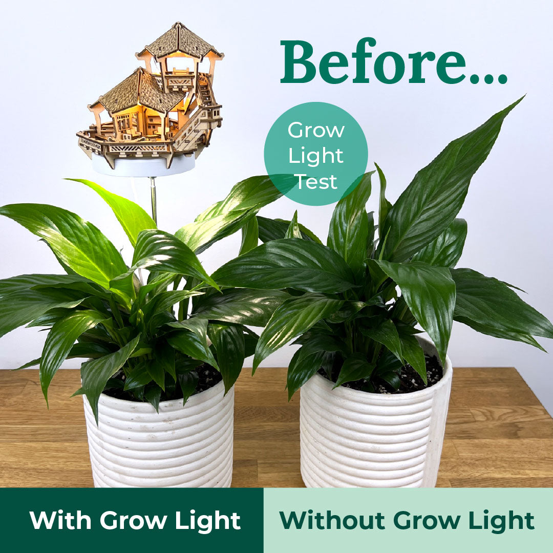 Island Cabana + Grow Light