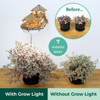 Island Cabana + Grow Light