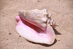 100% Cleaned Caribbean Conch Meat