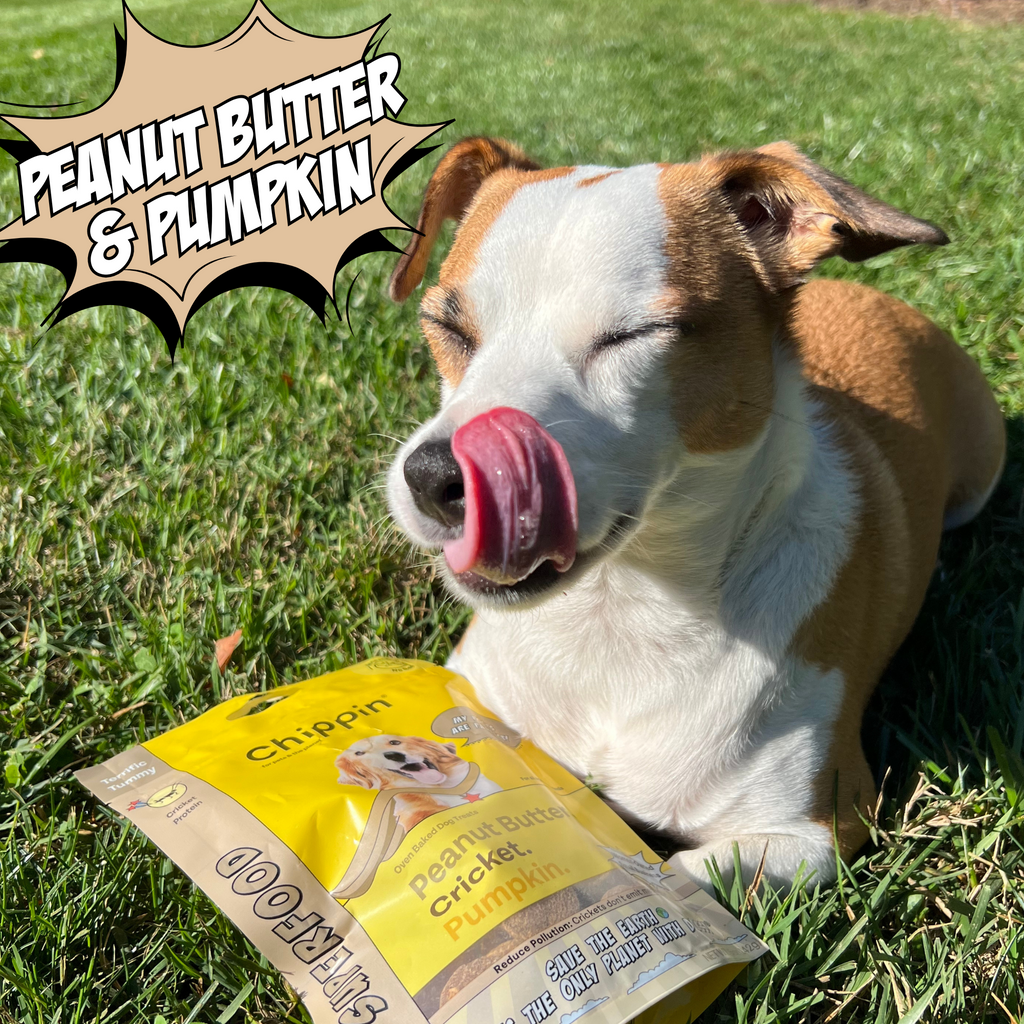 Gut Healthy Dog Treat Variety Bundle