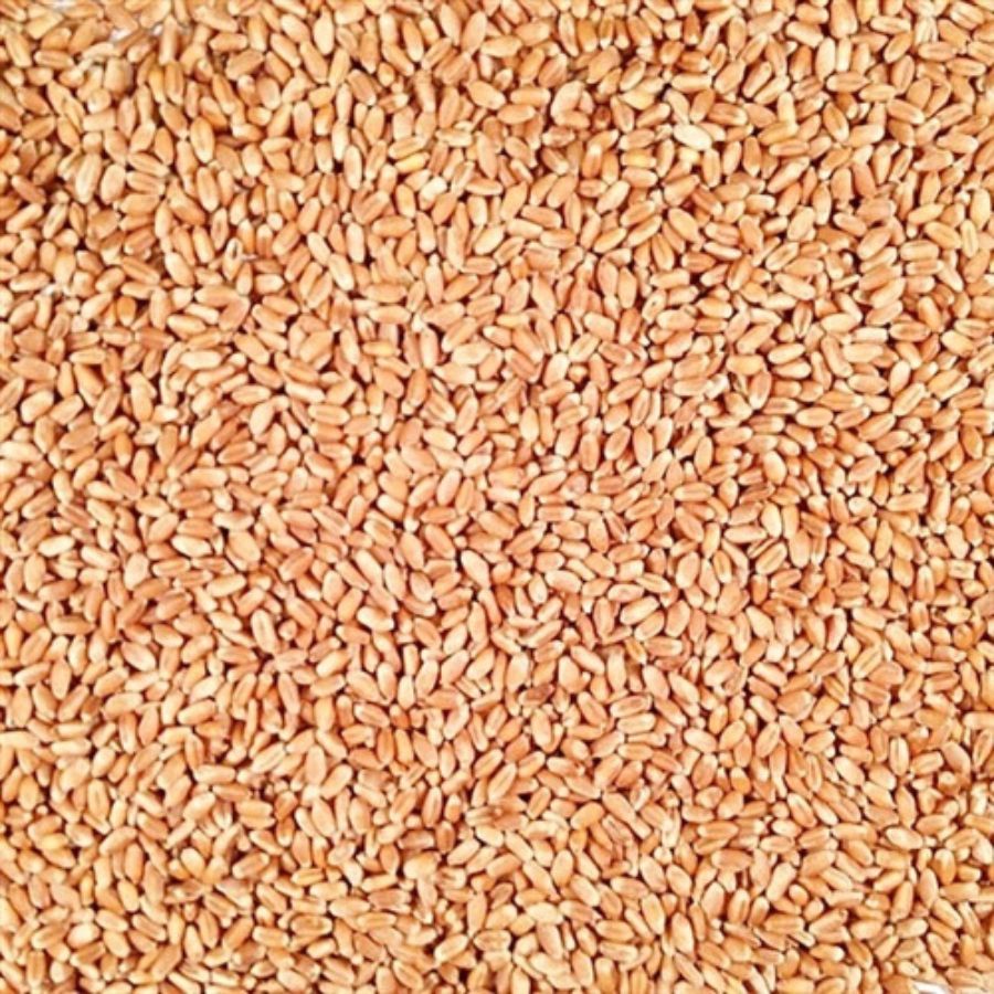 Organic Hard Red Winter Wheat | 2 lb | Pack of 6 | Non-GMO | Shipping Included | Grain Place Foods