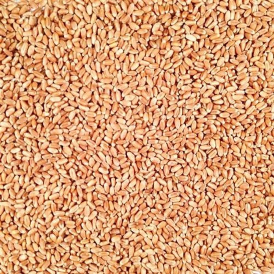 Organic Hard White Winter Wheat | 25 lb | Pack of 2 | Non-GMO | Shipping Included | Grain Place Foods
