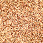 Organic Hard White Winter Wheat | 25 lb | Non-GMO | Grain Place Foods