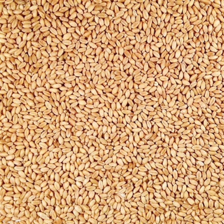 Organic Hard White Winter Wheat | 2 lb | Pack of 2 | Non-GMO | Shipping Included | Grain Place Foods