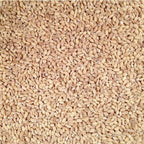 Organic Hulled Barley | 5 lb | Pack of 6 | Non-GMO | Shipping Included | Grain Place Foods