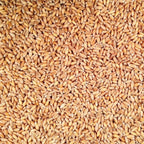 Organic Hulled Spelt | 25 lb | Non-GMO | Grain Place Foods