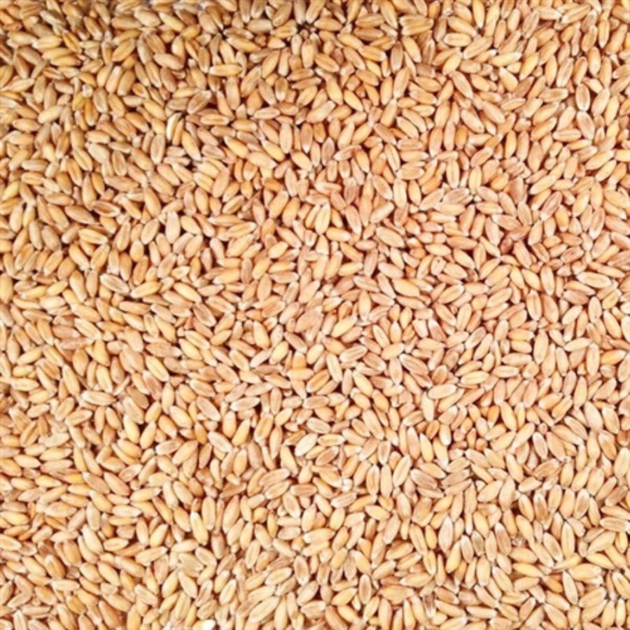 Organic Hulled Spelt | 2 lb | Pack of 2 | Non-GMO | Grain Place Foods