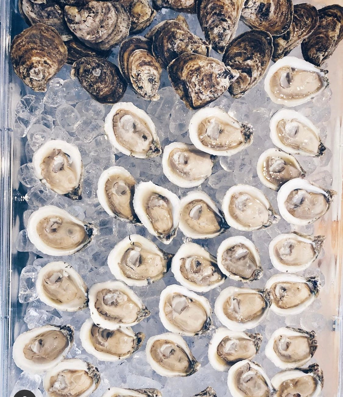 Gulf Coast Bottom Oysters