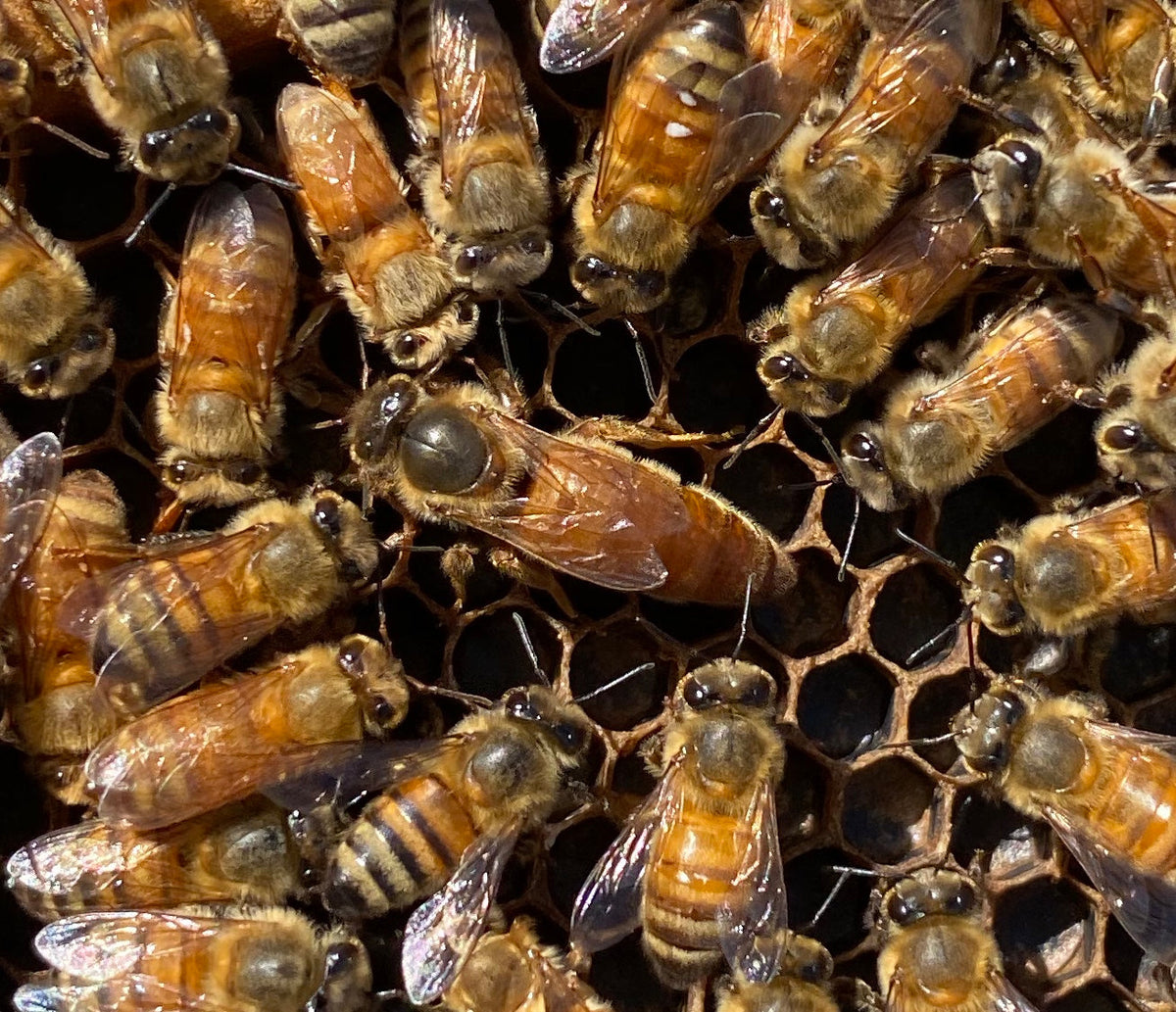 Mated Queens - Pol Line 2.2 Plus - Spring