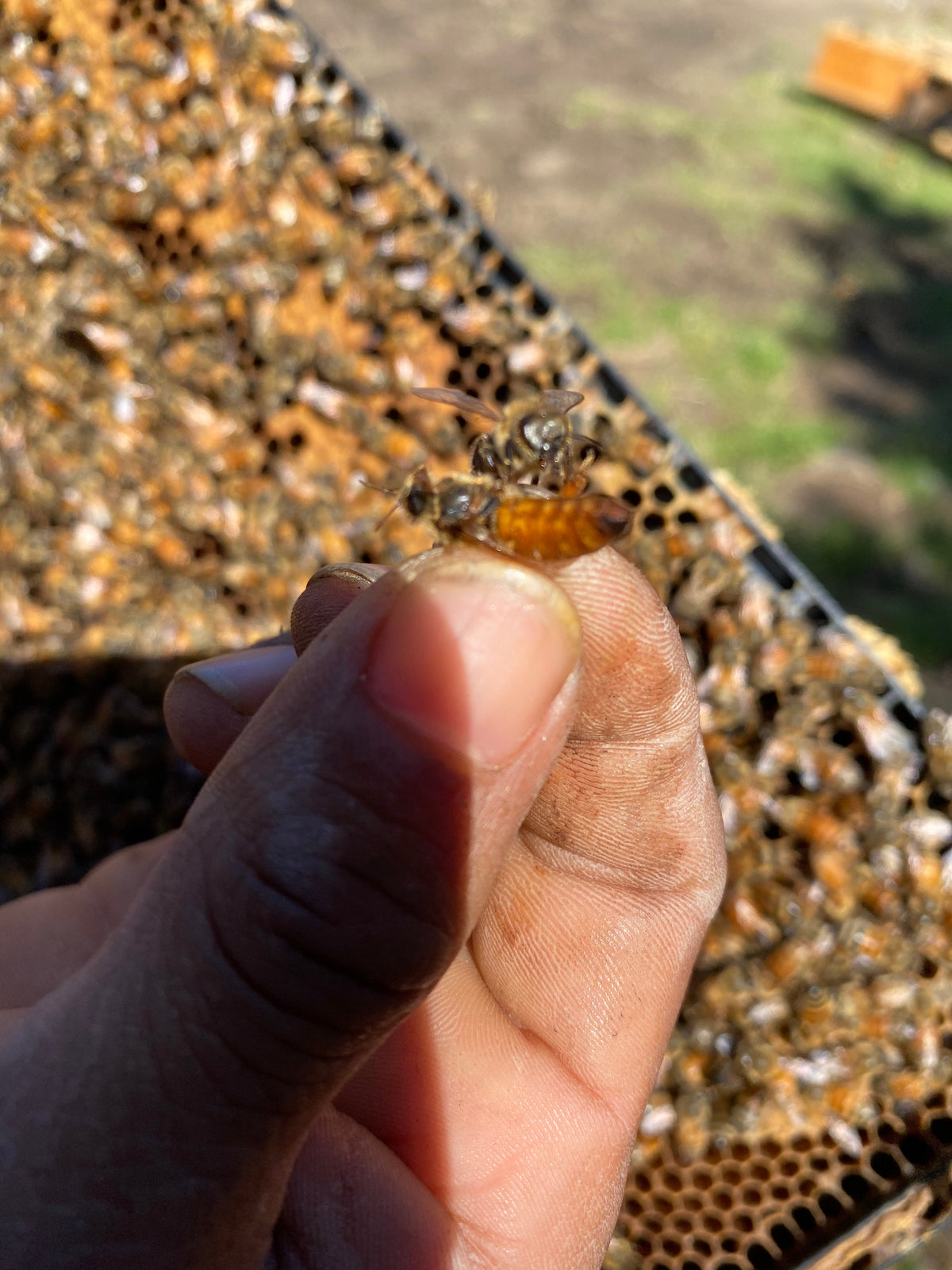 Mated Queens - Pol Line 2.2 Plus - Spring