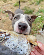 Salmon Head (2 Halves)