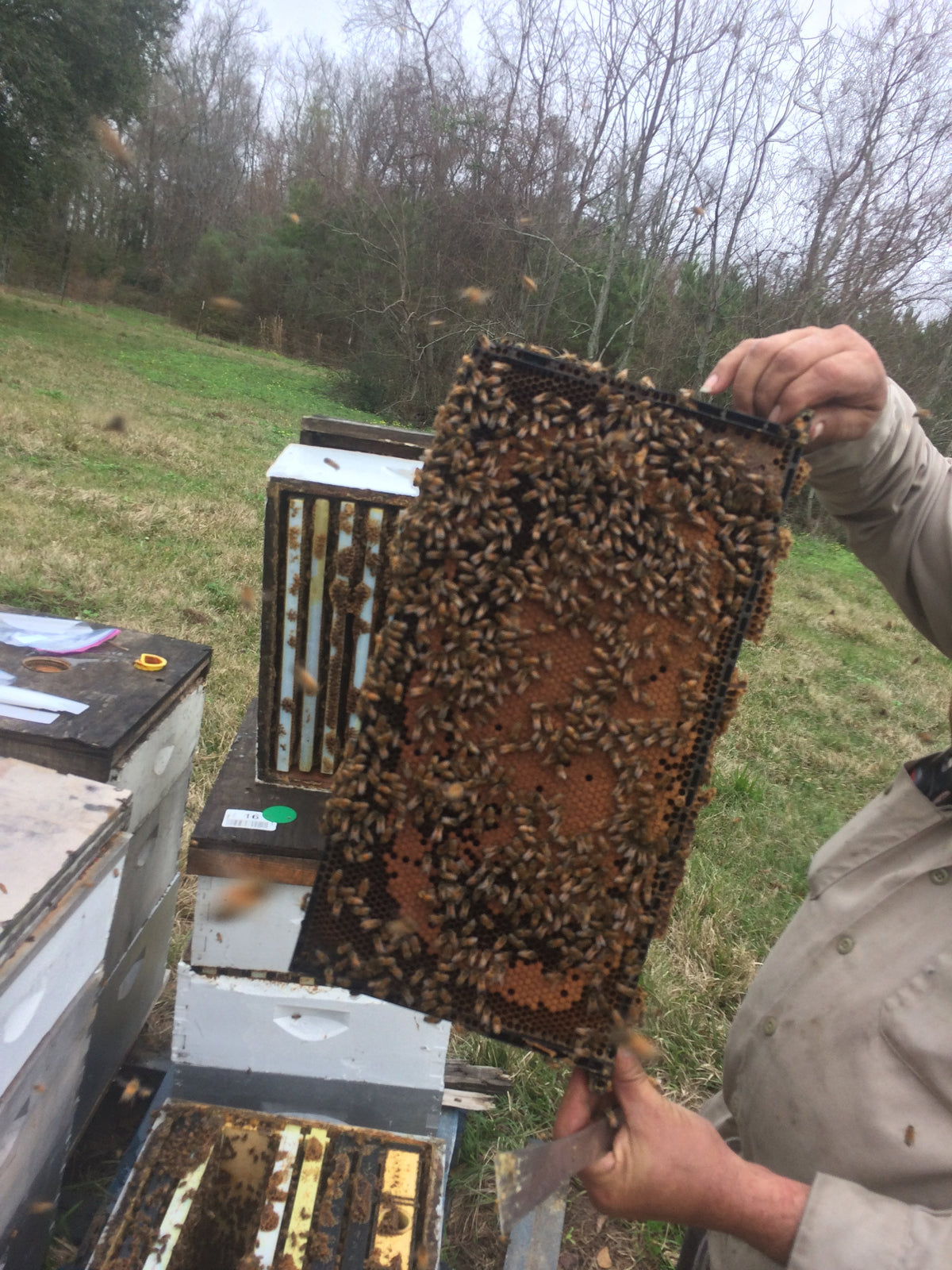 Mated Queens - Pol Line 2.2 Plus - Spring