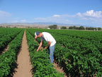 Fresh Hatch Green Chile, 2026 Harvest, 10 lb Box, Choose Your Heat, Shipped Fresh from New Mexico