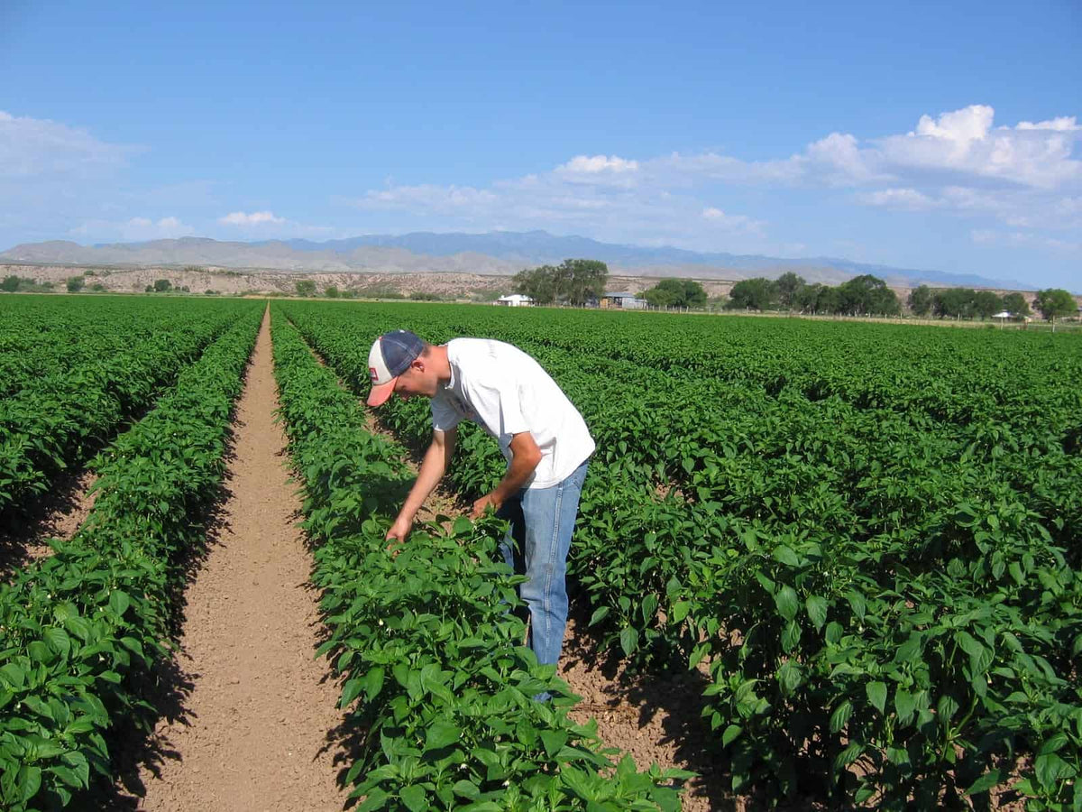 Fresh Hatch Green Chile, 2026 Harvest, 10 lb Box, Choose Your Heat, Shipped Fresh from New Mexico