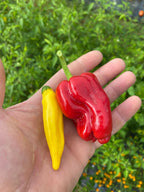 Aji Peach