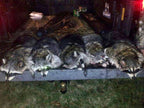Tree Shaker Coon Squaller