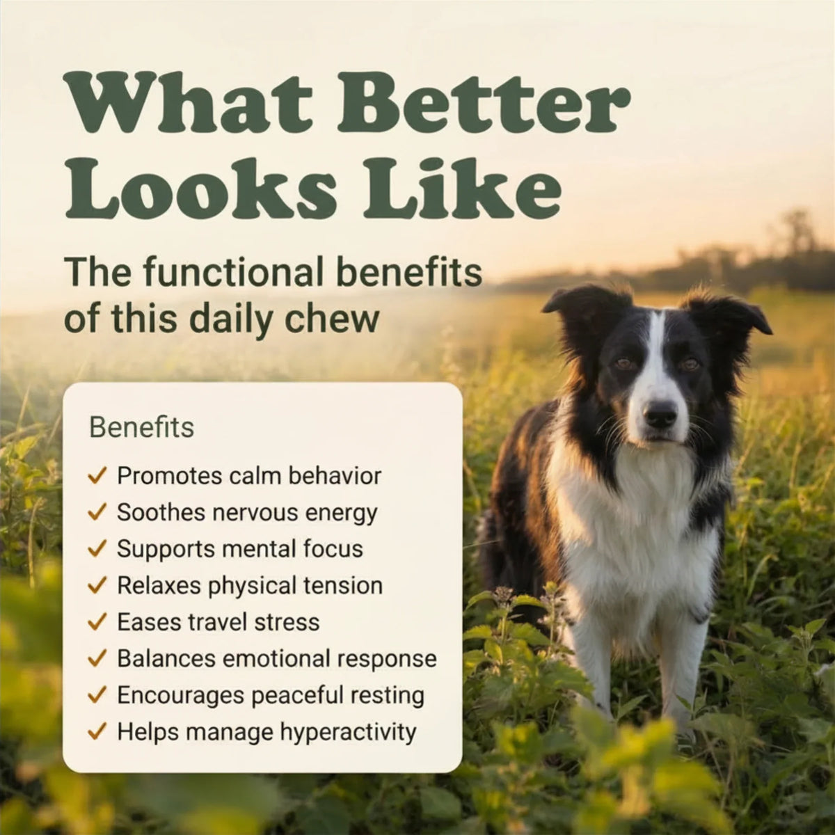 Calm Support Soft Chews for Dogs | Pack of 3 | 60 Chews - 6.35 oz | LivHerbals, Inc.