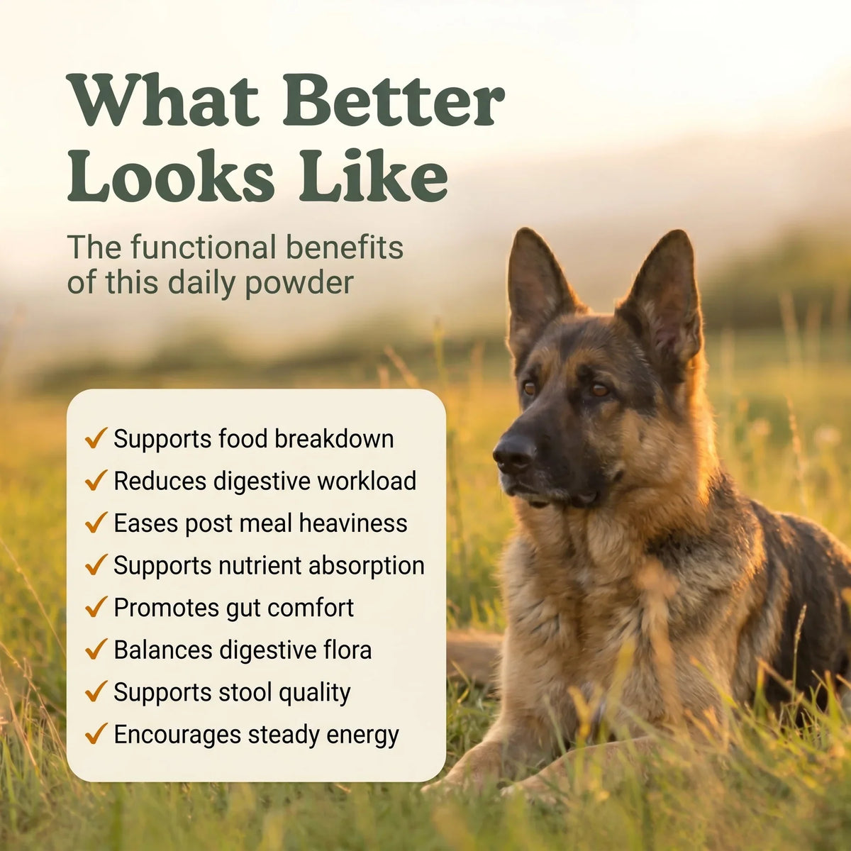 Digestion & Enzymes Canine Powder | 30 Scoops | LivHerbals, Inc.