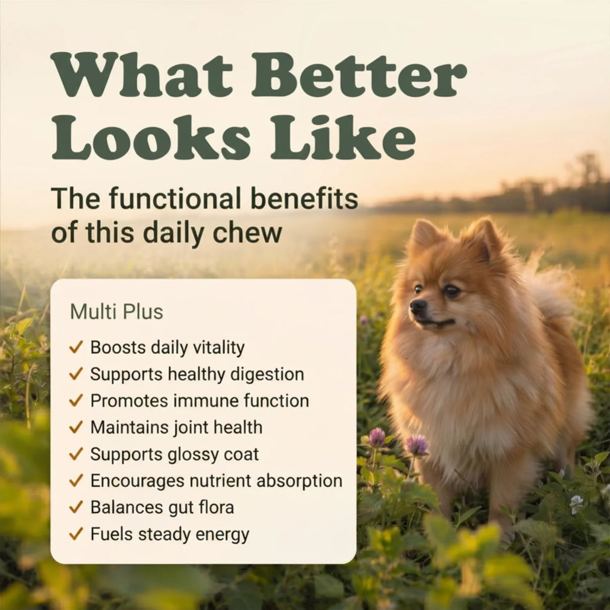Multivitamin Support Soft Chews for Dogs | Pack of 3 | 60 Chews - 6.35 oz | LivHerbals, Inc.