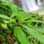 Jamaican Search Me Heart (Heart Bush) 1 oz