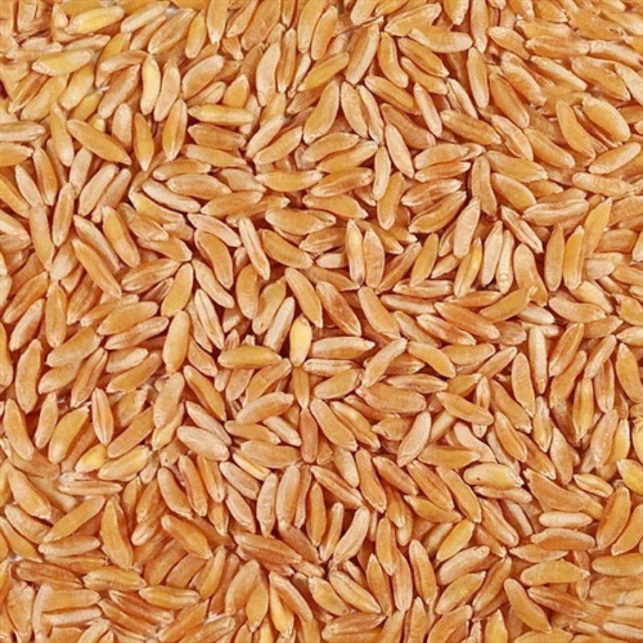 Organic Kamut Khorasan Wheat | 2 lb | Pack of 6 | Non-GMO | Shipping Included | Grain Place Foods