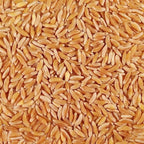 Organic Kamut Khorasan Wheat | 2 lb | Pack of 6 | Non-GMO | Shipping Included | Grain Place Foods