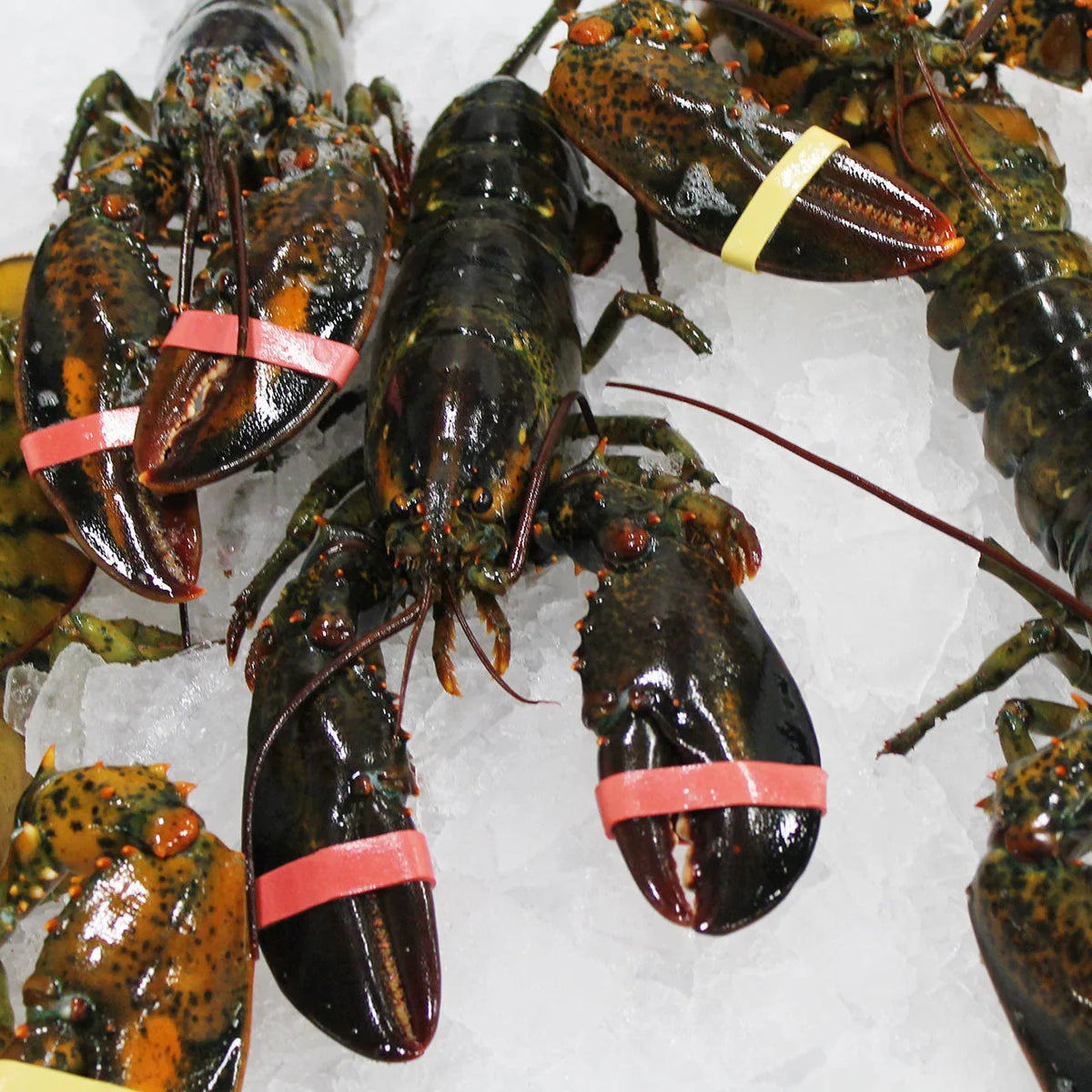 Live Maine Lobsters | Whole Lobster Packs