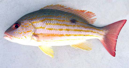 Fresh Silk or Lane Snapper — Monthly Pre-Order (0.5–1 lb)