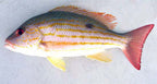 Fresh Silk or Lane Snapper — Monthly Pre-Order (0.5–1 lb)
