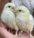 White American Bresse Chicks Straight Run