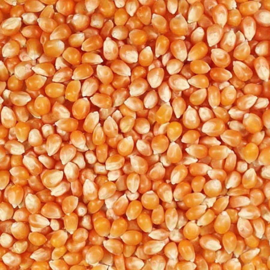 Organic Mushroom Popcorn | 2 lb | Pack of 4 | Non-GMO | Shipping Included | Grain Place Foods