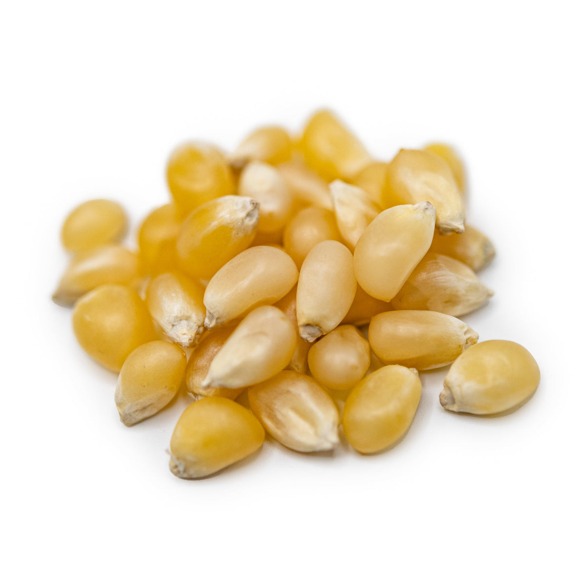 White Un-Popped Popcorn Kernels | 2 lb | Non-GMO | Popcorn County USA | North Loup Valley
