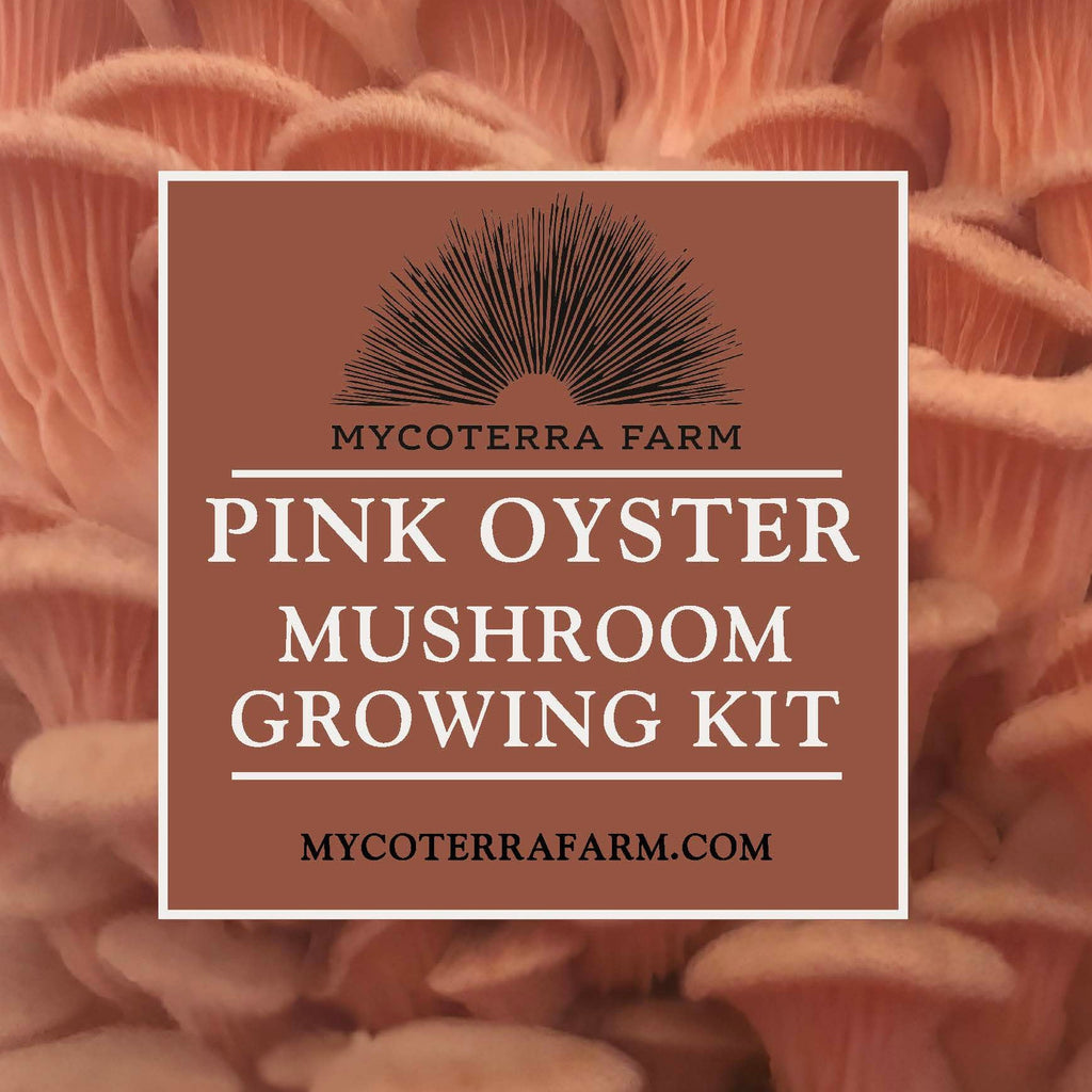 Pink Oyster Mushroom Grow Kit