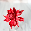 Large Red Dahlia