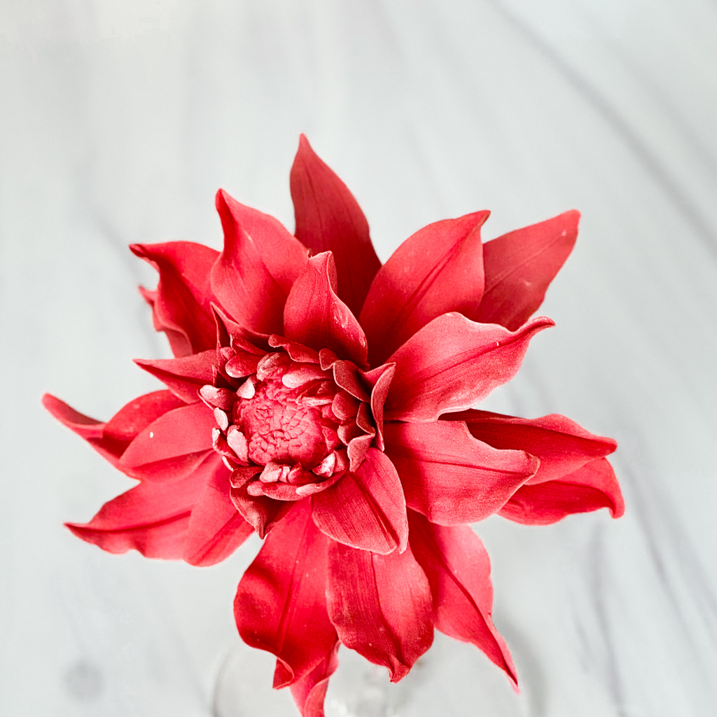 Large Red Dahlia