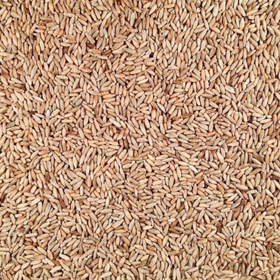Organic Rye | 25 lb | Pack of 2 | Non-GMO | Shipping Included | Grain Place Foods