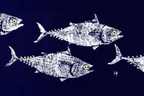 School of Tuna on Navy Placemat | Coastal